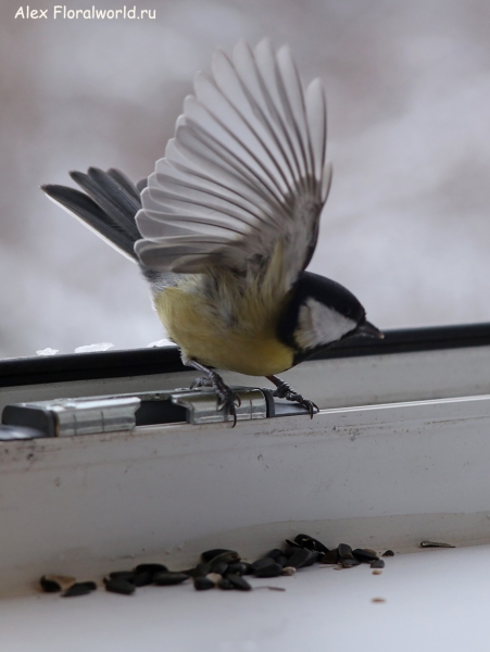 Parus major
Ключевые слова: Parus major