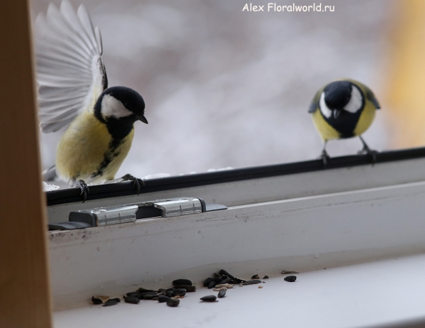 Parus major
Ключевые слова: Parus major