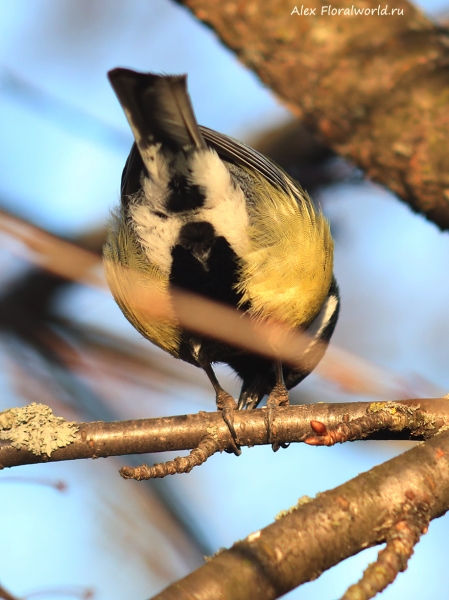 Parus major
Ключевые слова: Parus major