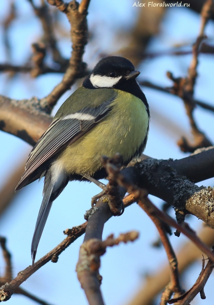 Parus major
Ключевые слова: Parus major