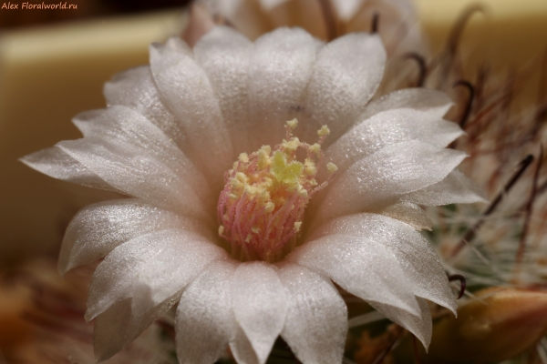 Mammillaria zeilmanniana v. albiflora
Ключевые слова: Mammillaria zeilmanniana v. albiflora