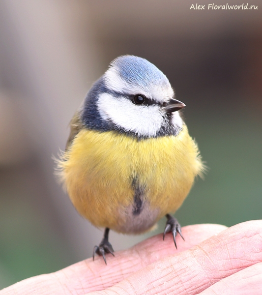 Parus caeruleus
Ключевые слова: Parus caeruleus