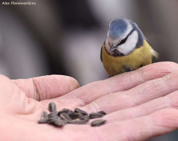 Parus caeruleus
Ключевые слова: Parus caeruleus