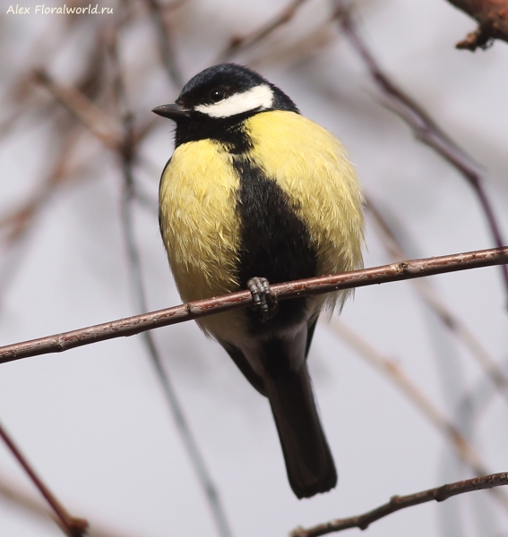 Parus major
Ключевые слова: Parus major