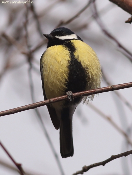 Parus major
Ключевые слова: Parus major