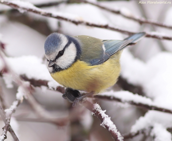 Parus caeruleus
Ключевые слова: Parus caeruleus