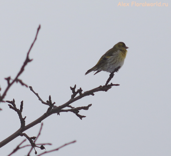 Carduelis spinus
Ключевые слова: Carduelis spinus