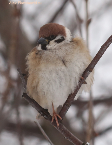 Passer montanus
Ключевые слова: Passer montanus