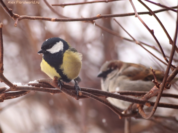 Parus major
Ключевые слова: Parus major