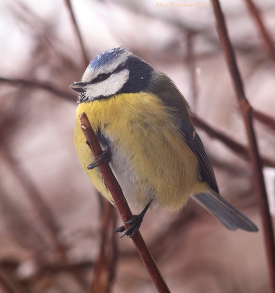 Parus caeruleus
Ключевые слова: Parus caeruleus