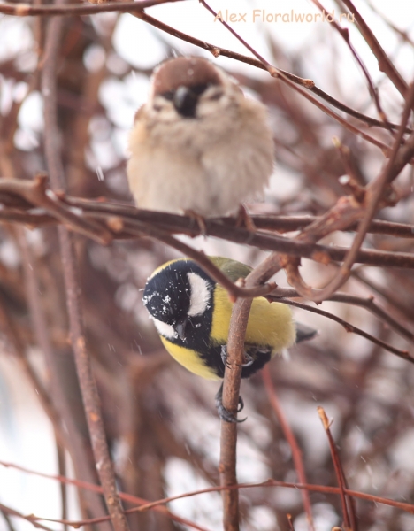 Parus major
Ключевые слова: Parus major