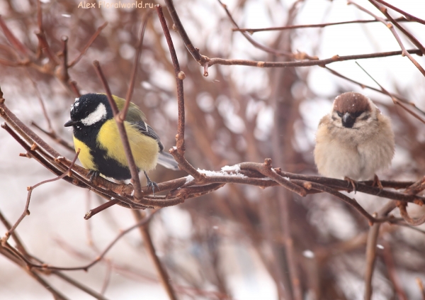 Parus major
Ключевые слова: Parus major