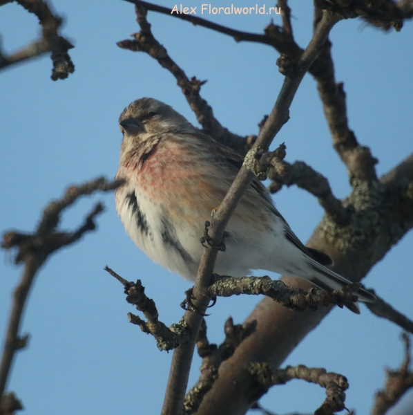 Carduelis cannabina
Ключевые слова: Carduelis cannabina