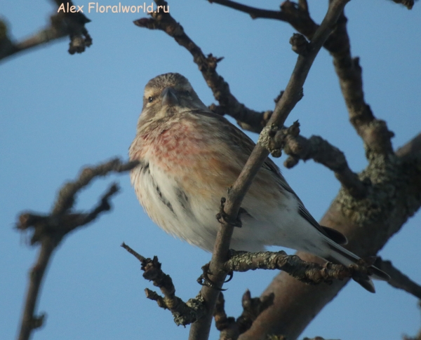 Carduelis cannabina
Ключевые слова: Carduelis cannabina