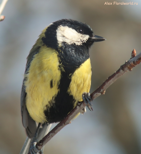 Parus major
Ключевые слова: Parus major