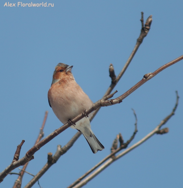 Fringilla coebles
Ключевые слова: Fringilla coebles