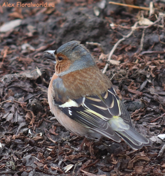 Fringilla coelebs
Ключевые слова: Fringilla coelebs