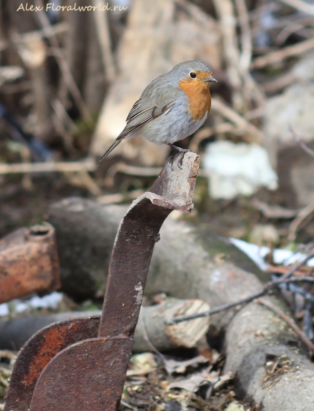 Erithacus rubecula
Ключевые слова: Erithacus rubecula