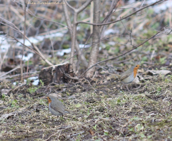 Erithacus rubecula
Ключевые слова: Erithacus rubecula