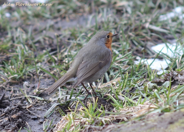 Erithacus rubecula
Ключевые слова: Erithacus rubecula