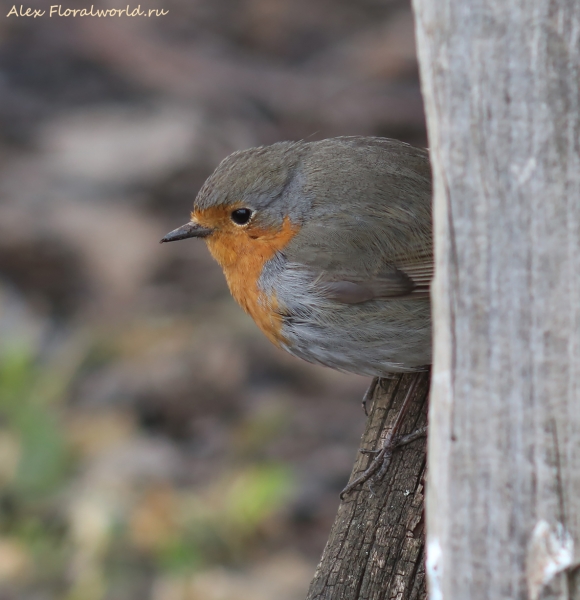 Erithacus rubecula
Ключевые слова: Erithacus rubecula