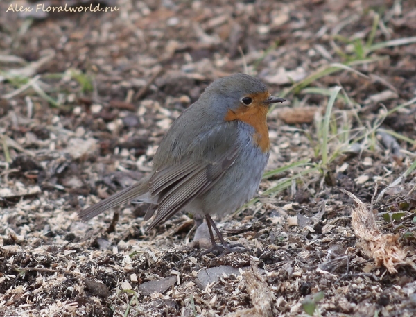 Erithacus rubecula
Ключевые слова: Erithacus rubecula