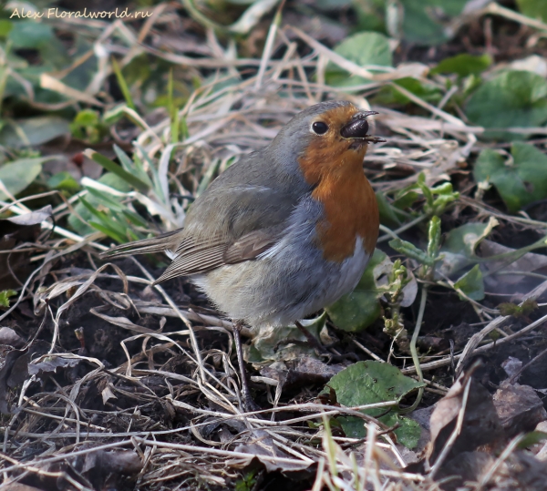 Erithacus rubecula
Ключевые слова: Erithacus rubecula