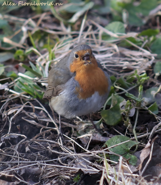 Erithacus rubecula
Ключевые слова: Erithacus rubecula