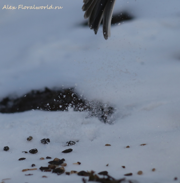 Parus major
Ключевые слова: Parus major