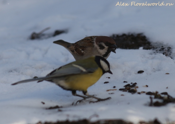 Parus major
Ключевые слова: Parus major