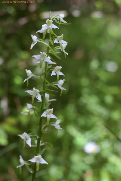 Platanthera
Ключевые слова: Platanthera