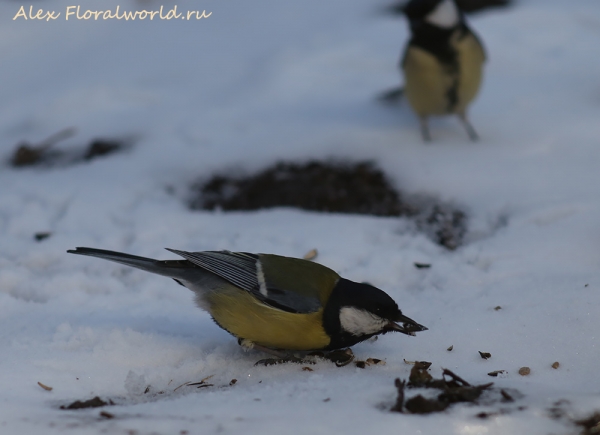 Parus major
Ключевые слова: Parus major