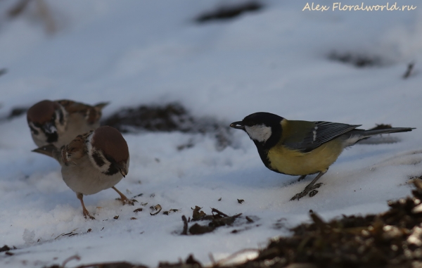 Parus major
Ключевые слова: Parus major