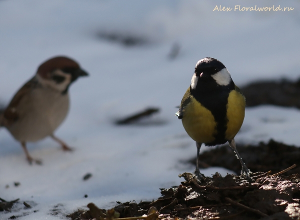 Parus major
Ключевые слова: Parus major