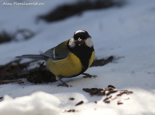 Parus major
Ключевые слова: Parus major