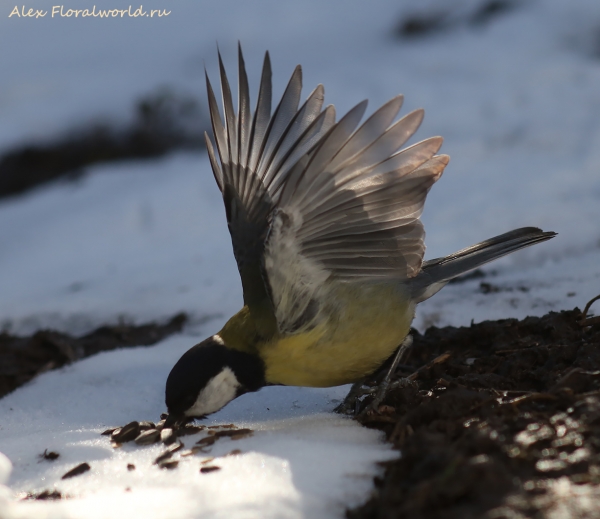 Parus major
Ключевые слова: Parus major