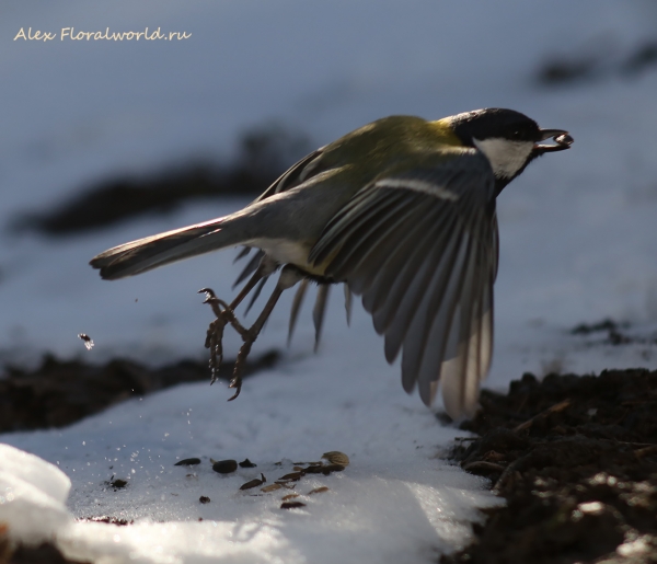 Parus major
Ключевые слова: Parus major