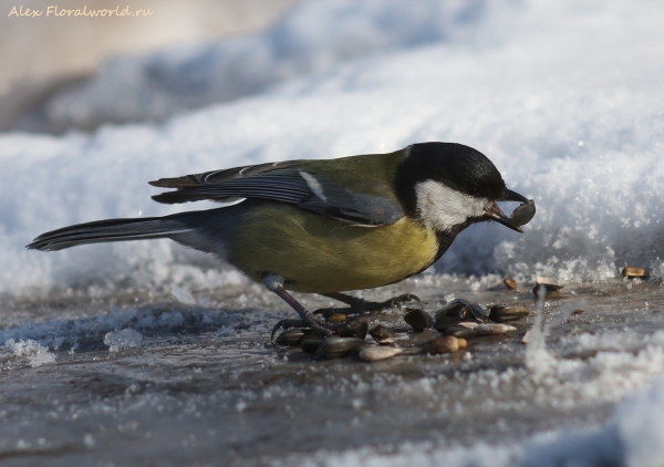 Parus major
Ключевые слова: Parus major