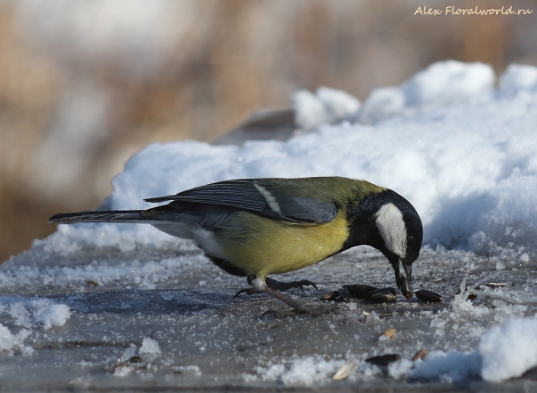 Parus major
Ключевые слова: Parus major