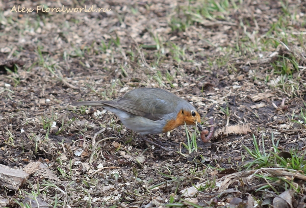 Erithacus rubecula
Ключевые слова: Erithacus rubecula