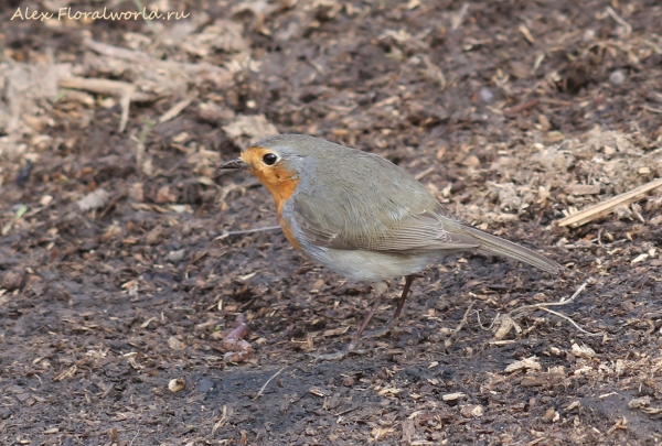 Erithacus rubecula
Ключевые слова: Erithacus rubecula