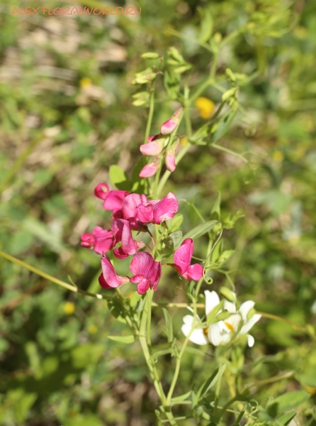 Lathyrus tuberosus
Ключевые слова: Lathyrus tuberosus