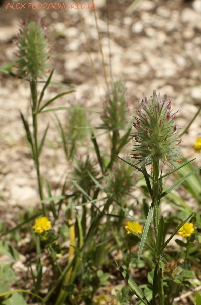 Trifolium angustifolium
Ключевые слова: Trifolium angustifolium