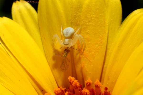Цветочный паук
Ключевые слова: цветочный паук