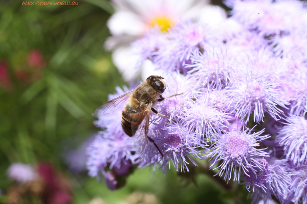 Пчеловидка на агератуме
Ключевые слова: пчеловидка агератум