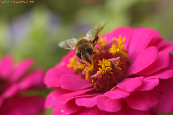 Пчеловидка на цинии
Ключевые слова: пчеловидка циния