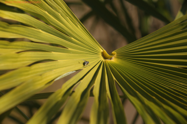 Пальма трахикарпус
Ключевые слова: пальма трахикарпус