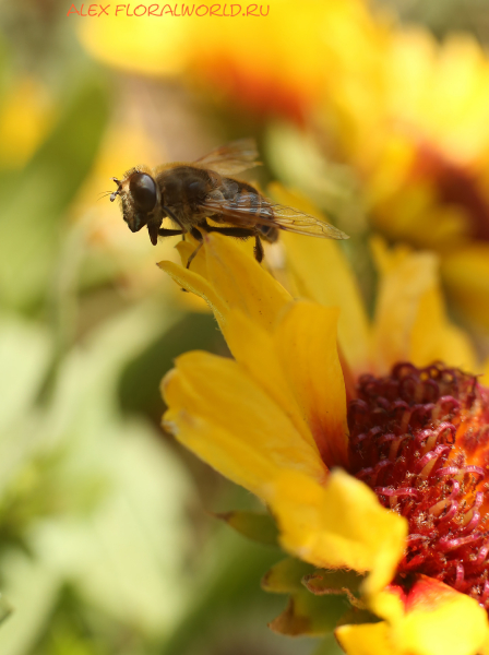 Пчеловидка на гайлардии
Ключевые слова: пчеловидка гайлардия