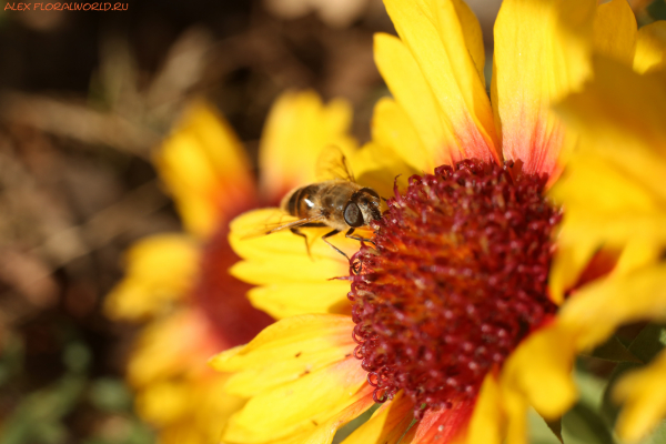 Пчеловидка на гайлардии
Ключевые слова: пчеловидка гайлардия