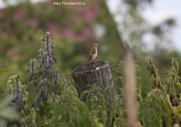 Saxicola rubetra
Ключевые слова: Saxicola rubetra